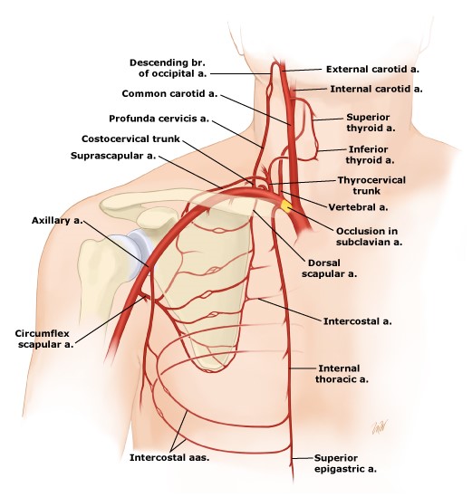 Tuần hoàn động mạch phong phú ở vai