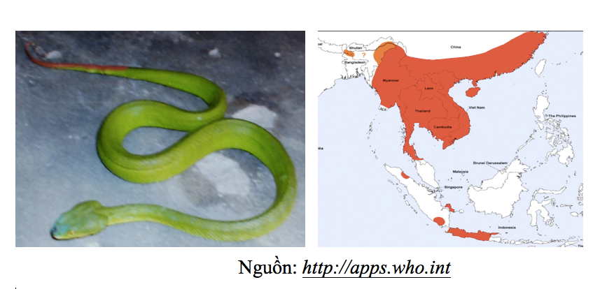 Chẩn đoán và điều trị rắn lục đuôi đỏ cắn