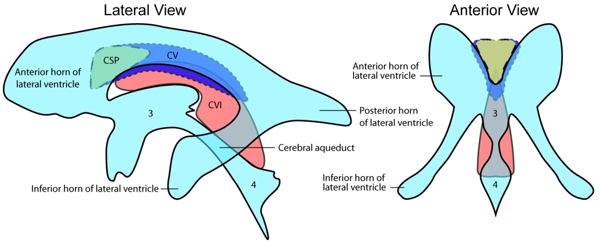 Tương quan vị trí không gian giữa các cấu trúc CSP, CV, CVI và các não thất bên, 3, 4