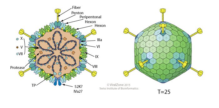 Cấu trúc của Adenovirus