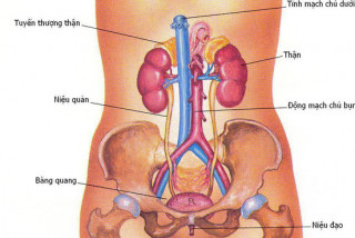 Hình 1: Giải phẫu hệ tiết niệu