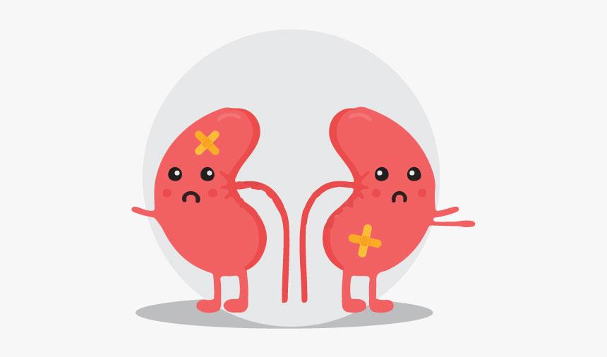 Hình 2: Thận bị vô hiệu hóa chức năng có thể dẫn đến tử vong