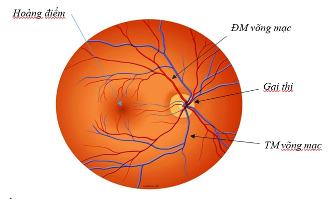 Hình ảnh. Đáy mắt bình thường