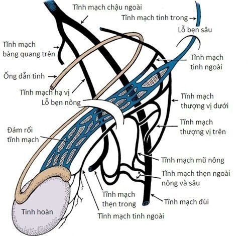(Hình ảnh giải phẫu các tĩnh mạch tinh)